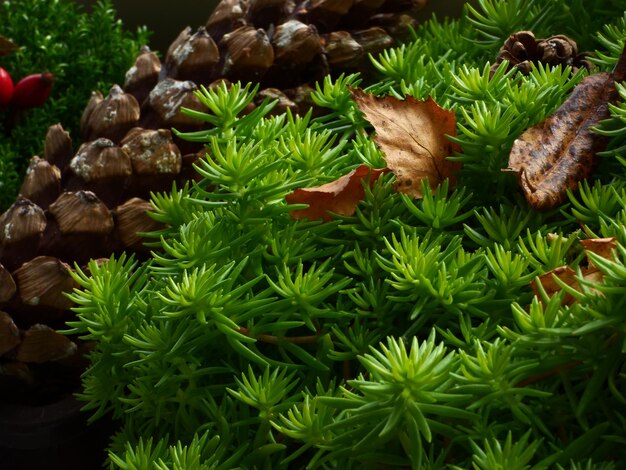 Foto las hojas crecen en el árbol