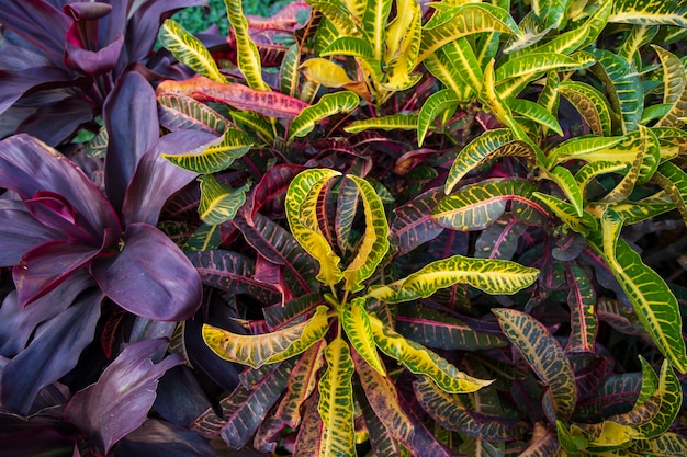 Las hojas de Croton de colores naturales se pueden utilizar como papel tapiz de fondo de textura