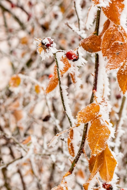 Hojas cubiertas de escarcha y nieve de cerca