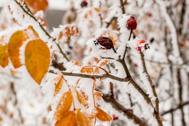 Hojas cubiertas de escarcha y nieve de cerca