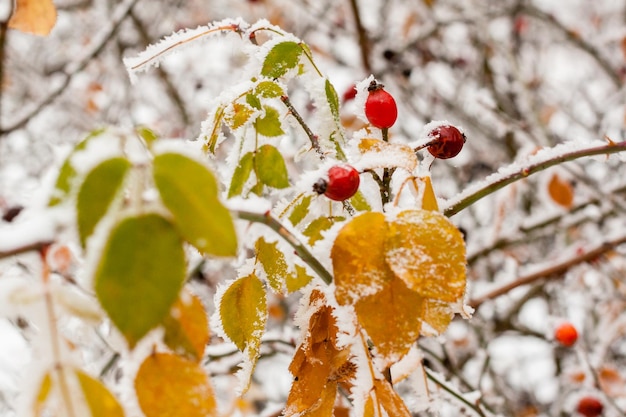 Hojas cubiertas de escarcha y nieve de cerca