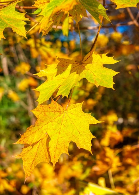 Hojas de cuña amarillas en el parque de otoño