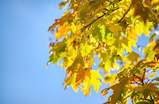 Hojas de cuña amarillas en el parque de otoño