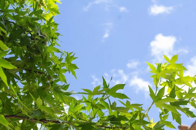 Hojas de cuña verde sobre el fondo del cielo azul