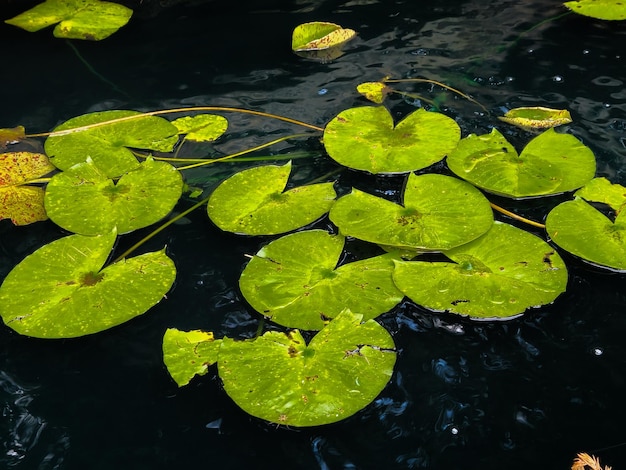 Hojas de Nenufar