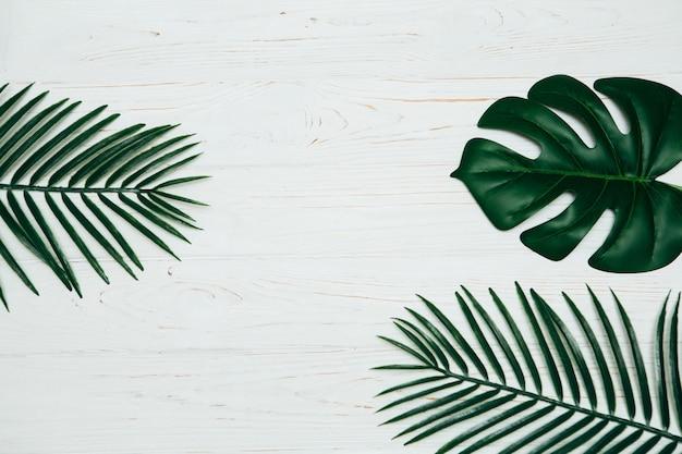 Hojas deliciosas y tropicales de la palma amarilla de Monstera aisladas en el fondo de madera blanco.