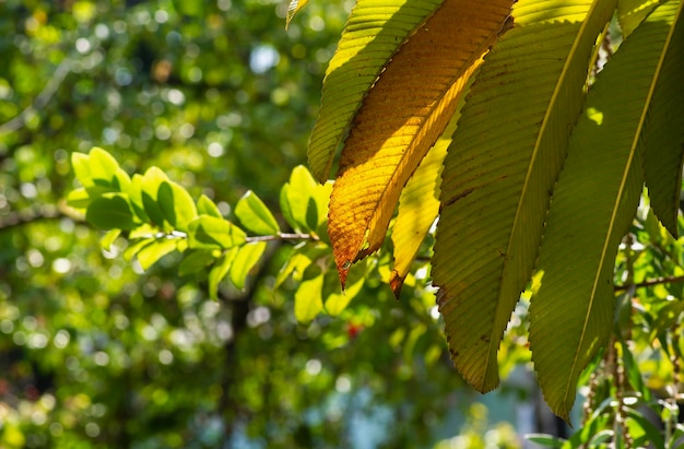 Hojas de Dillenia indica, foco seleccionado, comúnmente conocido como manzana elefante