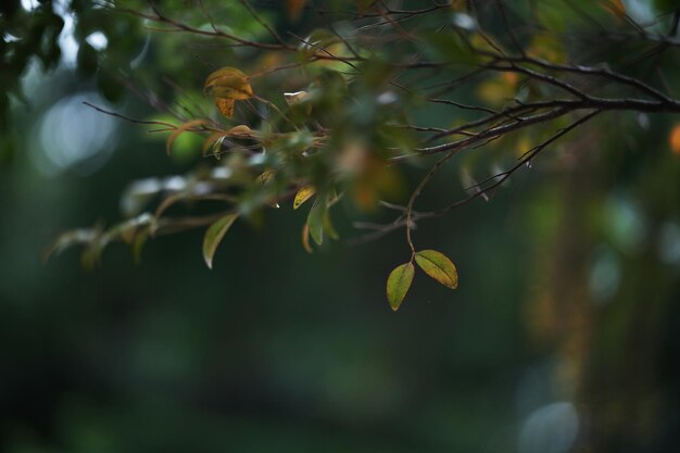 Foto las hojas de diospyros buxifolia en macrocloseup