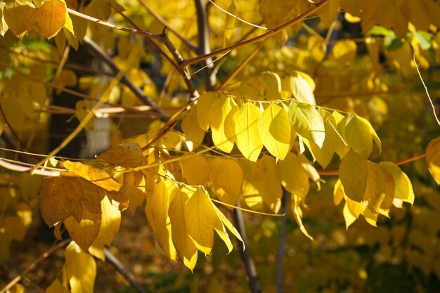 Hojas doradas de otoño en el árbol en el parque Closeup