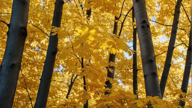 Hojas doradas de otoño iluminadas por el sol en un cielo azul brillante