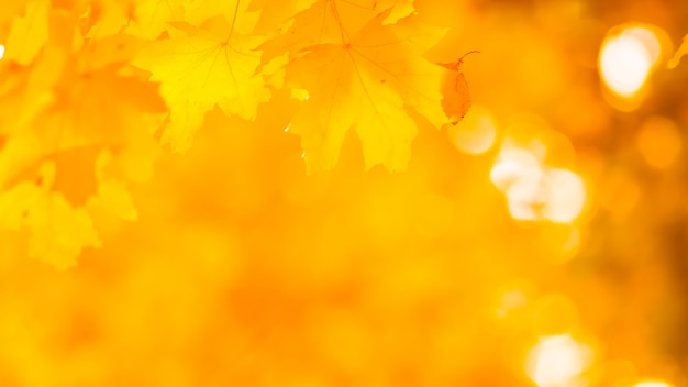 Hojas doradas en el parque otoño