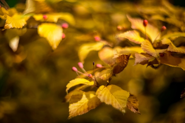Hojas doradas en la rama de un árbol en la temporada de otoño