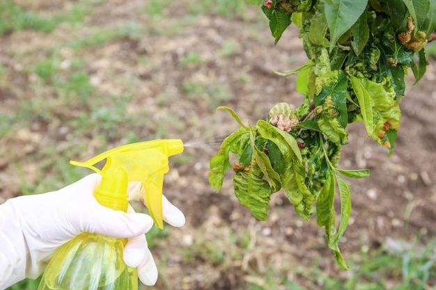 Las hojas de durazno se ven afectadas por hongos Hojas de durazno rizadas Rociar el jardín de enfermedades y plagas