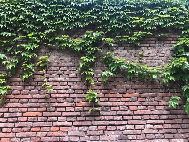 hojas de una enredadera en una pared de ladrillo expuesta