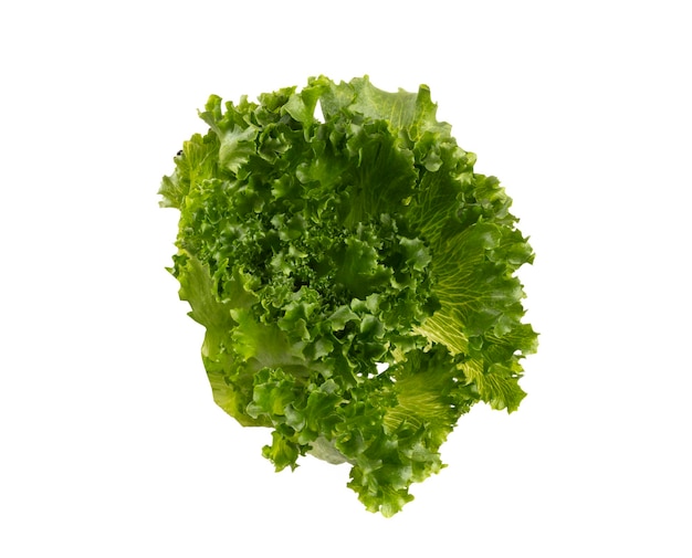 Hojas de ensalada Bio lechuga aislado sobre fondo blanco.