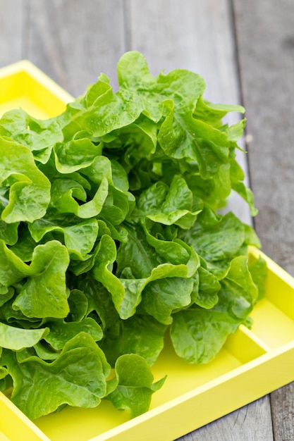 Hojas de ensalada frescas en el jardín