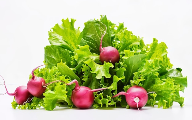 Hojas de ensalada verdes y rábano rojo sobre un fondo blanco