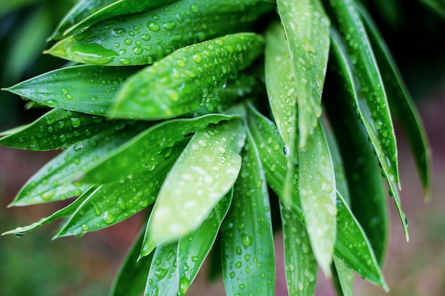 Hojas en época de lluvias.