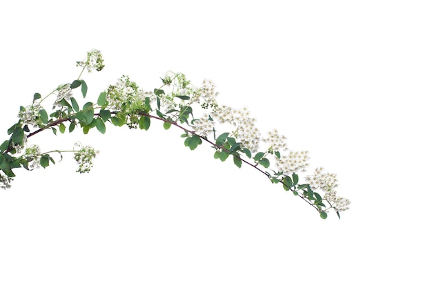Hojas de espira verde y flores blancas aisladas sobre un fondo blanco