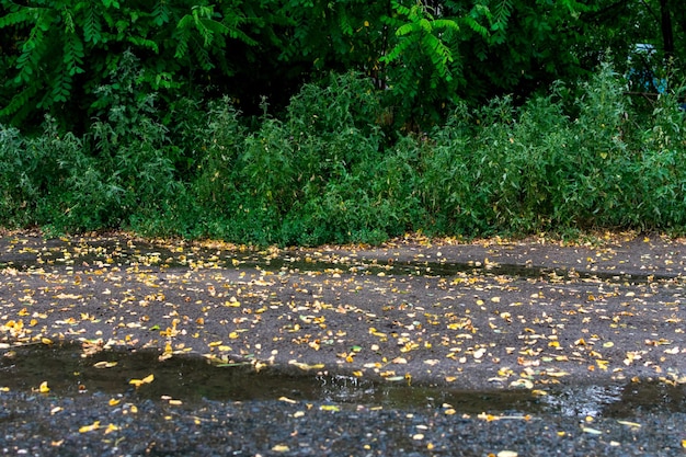 Las hojas están mojadas y brillantes en el suelo después de una lluvia de otoño