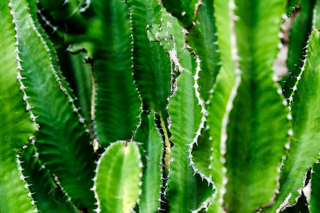 Hojas estrechas de color verde brillante de un cactus.