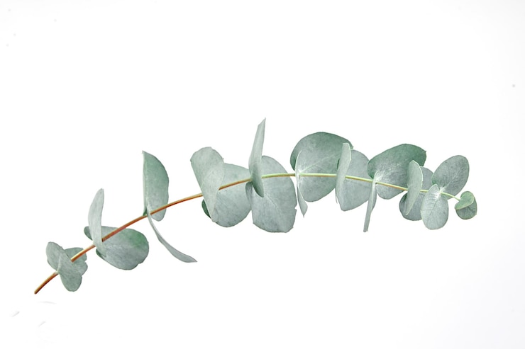Hojas de eucalipto aisladas sobre fondo blanco Follaje de eucalipto verde fresco