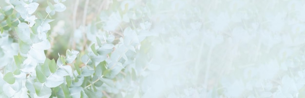 Hojas de eucalipto de fondo floral abstracto en tonos desenfocados borrosas en el espacio libre de fondo para la maqueta de texto