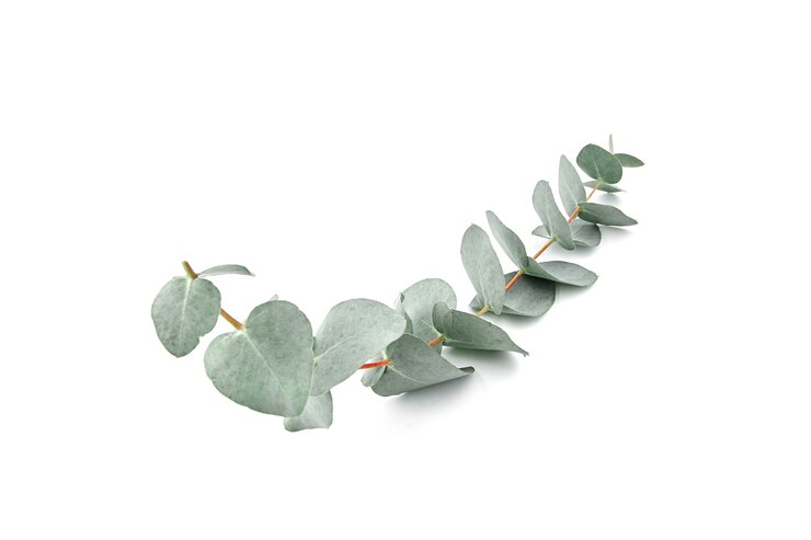 Hojas de eucalipto rama verde fresca con follaje aislado