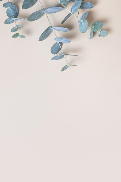 Hojas de eucalipto sobre fondo beige Espacio de copia Hojas de BlueGreen en la rama para un telón de fondo vertical natural abstracto