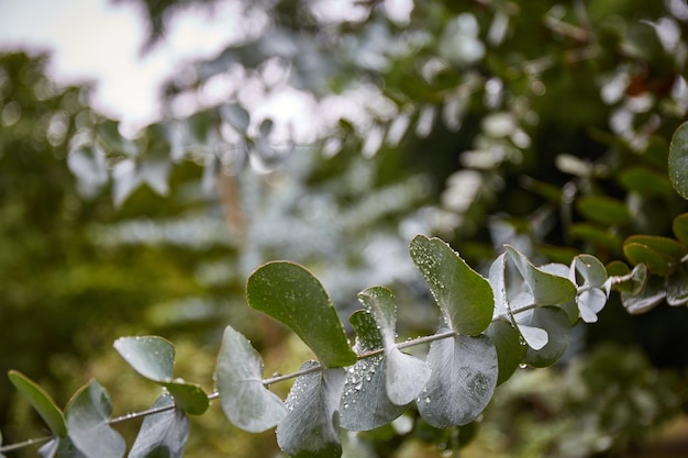 Hojas de eucalipto verde después de la lluvia Fondo de hojas tropicales Textura de planta verde