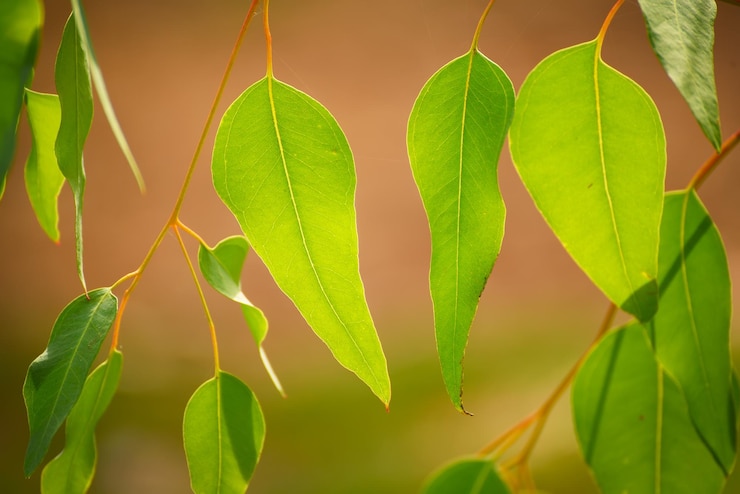 Foto hojas de eucalipto verde