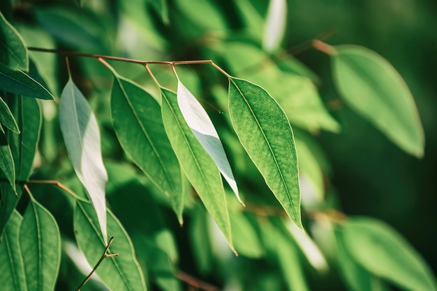 hojas de eucalipto verde