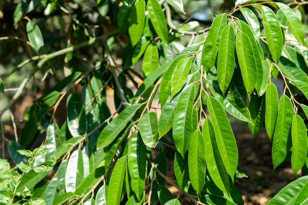 Hojas fértiles de durian del jardín tailandés