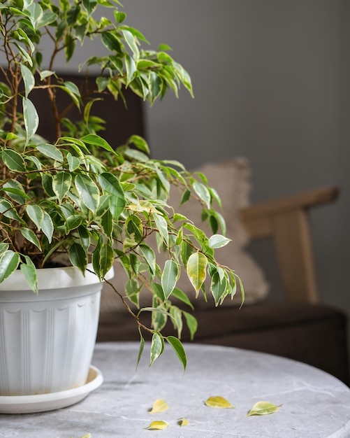 Las hojas de ficus se están volviendo amarillas Enfermedades de ficus Planta de interior popular Ficus