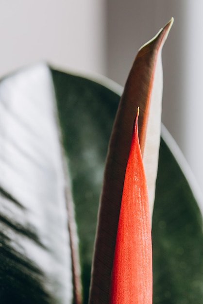 Hojas de ficus frescas y jóvenes y su estructura en macro