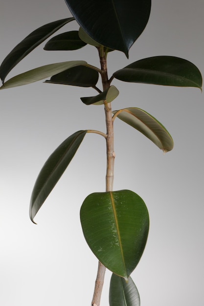 Hojas de Ficus en maceta interior