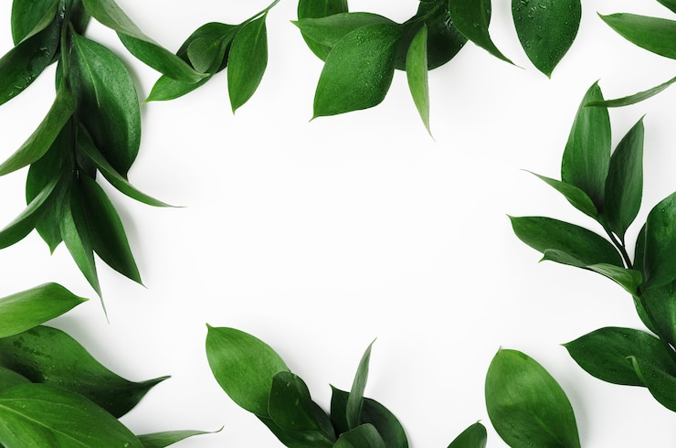 Foto hojas de ficus de planta decorativa tropical verde