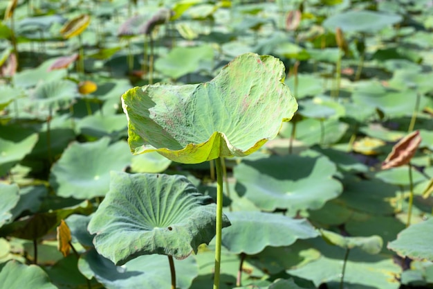 Hojas de flor de loto en estanque