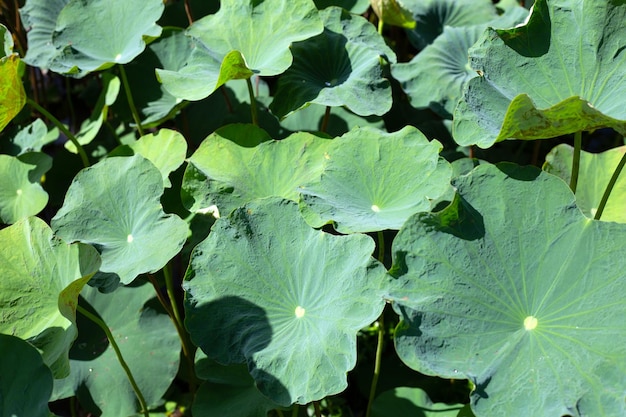 Hojas de flor de loto en estanque