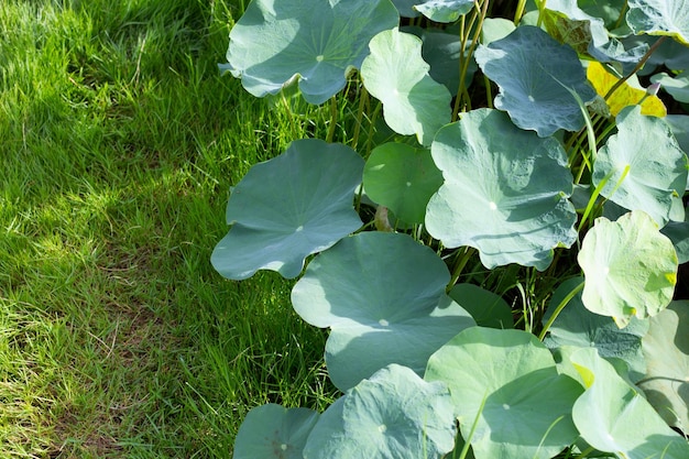 Hojas de flor de loto en estanque