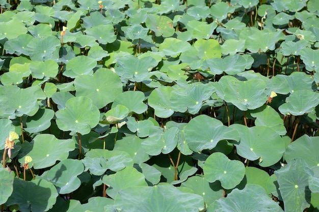 Hojas de flor de loto en el estanque