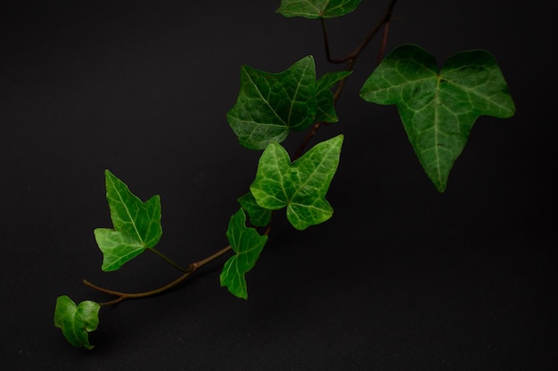 Hojas de flor verde sobre un fondo negro