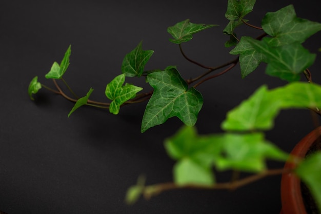 Hojas de flor verde sobre un fondo negro