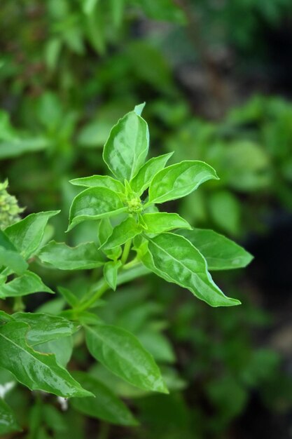 Foto hojas y flores de albahaca