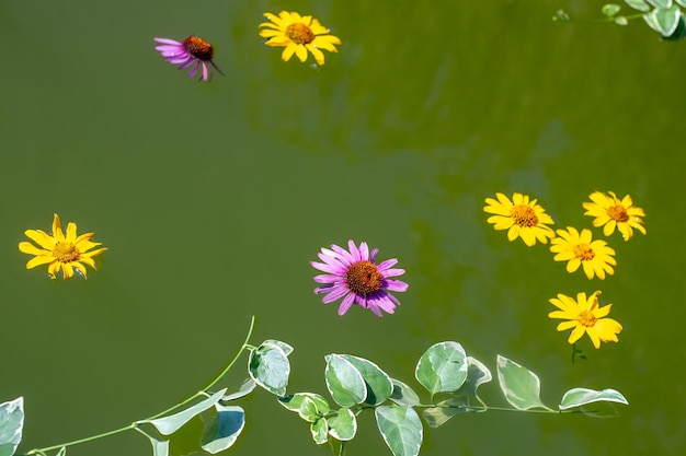 Hojas de flores amarillas y rosas en la superficie del agua en el estanque con motivo del rito del bautismo