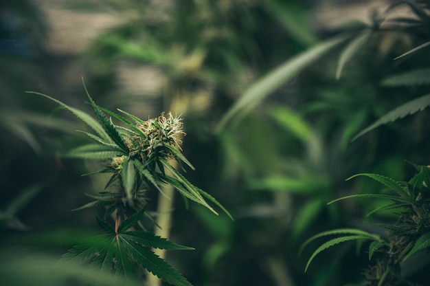 Las hojas y flores del cannabis.