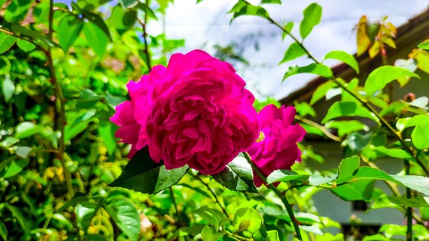 Las hojas y las flores florecen maravillosamente en parques y jardines.