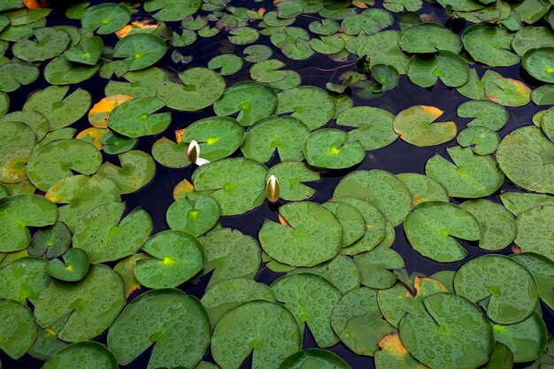 Hojas y flores de lirio de agua en un estanque