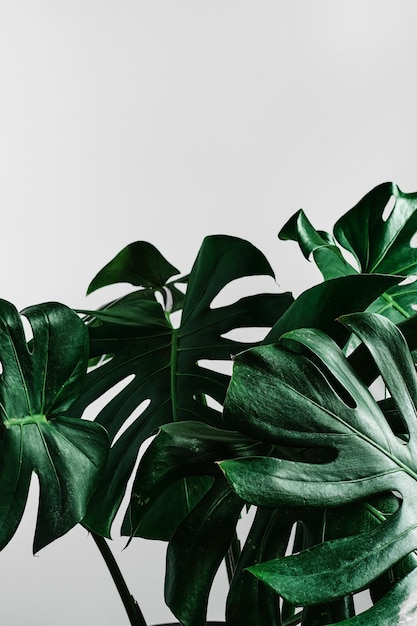 Hojas de flores de Monstera sobre un fondo gris claro Concepto de minimalismo marco vertical Sombras duras de la luz del día