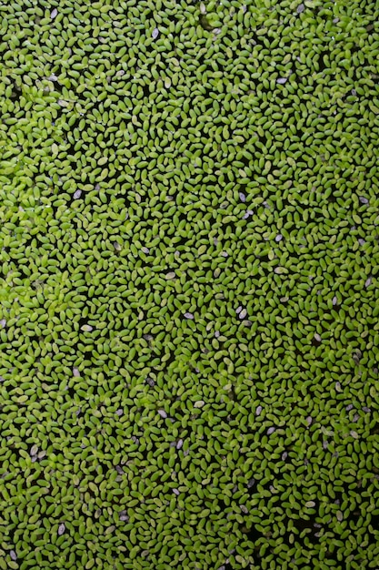 Foto hojas flotando en la superficie.